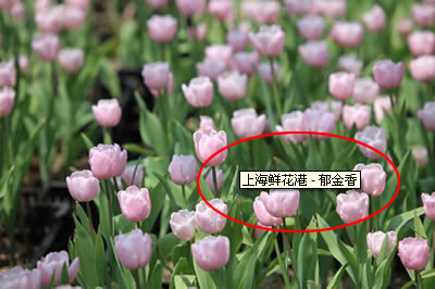 seo技术博客分享:浅谈alt属性在SEO中的应用